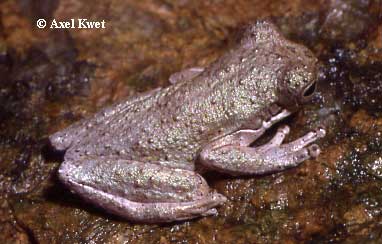  Dendropsophus microps ID = 