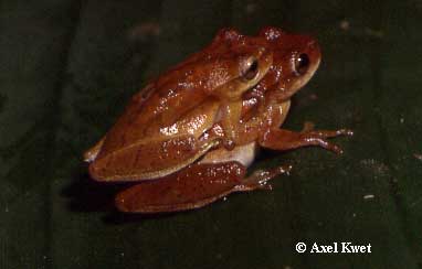  Dendropsophus minutus ID = 