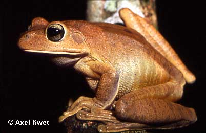  Hypsiboas faber ID = 