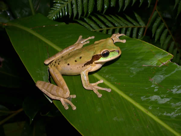  Smilisca phaeota ID = 