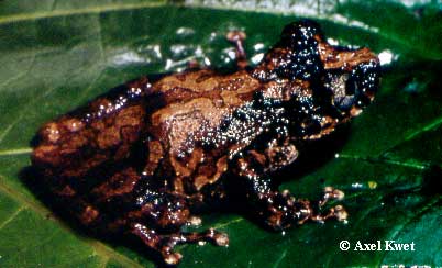  Scinax catharinae ID = 