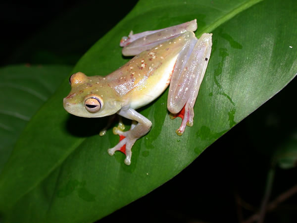  Hyla rufitela ID = 