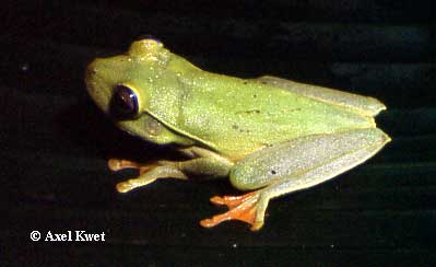  Hypsiboas albomarginatus (SPIX, 1824) ID = 