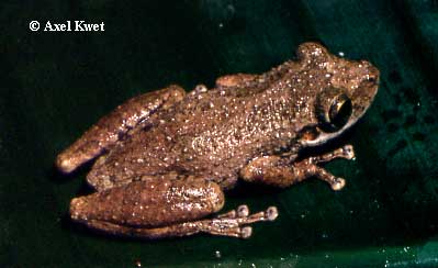  Scinax granulatus (PETERS, 1871) ID = 