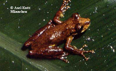  Scinax rizibilis (BOKERMANN, 1964) ID = 