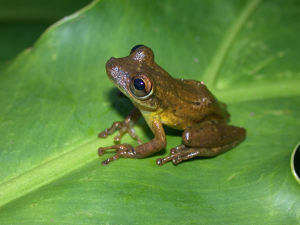  Scinax boulengeri ID = 