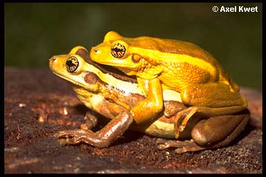  Trachycephalus mesophaeus HENSEL, 1867 ID = 