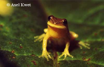  Dendropsophus minutus ID = 