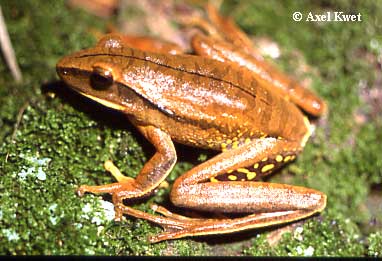  Hypsiboas albopunctatus ID = 