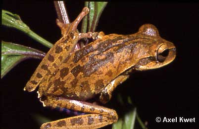  Hypsiboas bischoffi ID = 