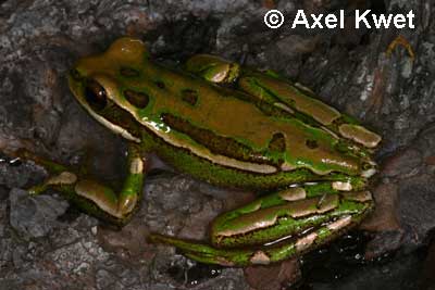  Hypsiboas joaquini ID = 