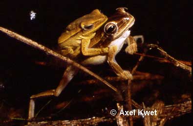  Hypsiboas leptolineatus ID = 