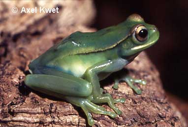  Hypsiboas marginatus ID = 