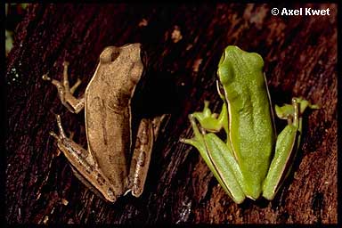  Hypsiboas cf. pulchellus ID = 