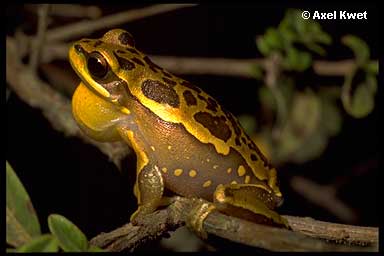  Hypsiboas semiguttatus ID = 