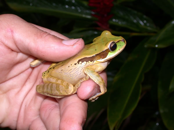  Smilisca phaeota ID = 