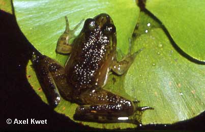  Pseudis minutus ID = 