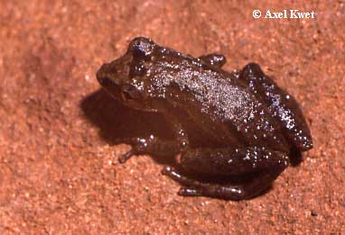  Scinax berthae ID = 