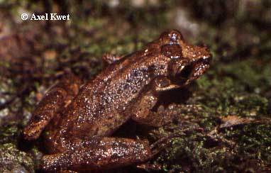  Scinax cf. berthae ID = 