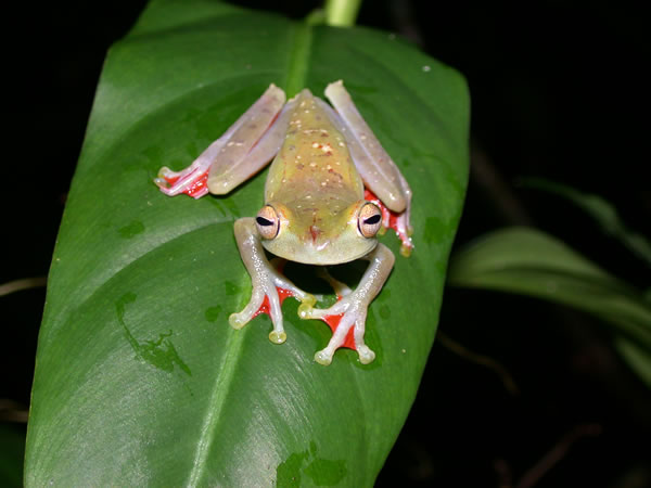  Hyla rufitela ID = 