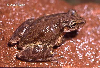  Scinax nasicus ID = 