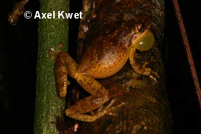  Scinax perereca ID = 