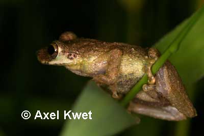  Scinax rizibilis ID = 