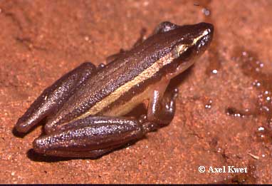  Scinax squalirostris ID = 