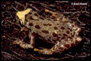  Scinax uruguayus ID = 