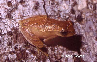  Dendropsophus minutus ID = 