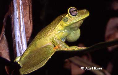  Hypsiboas albomarginatus ID = 