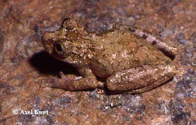  Scinax catharinae ID = 