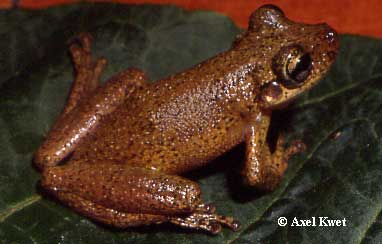  Scinax perereca ID = 