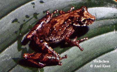  Scinax rizibilis ID = 