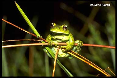  Aplastodiscus perviridis ID = 