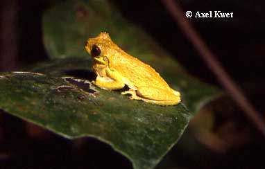  Dendropsophus microps (PETERS, 1872) ID = 