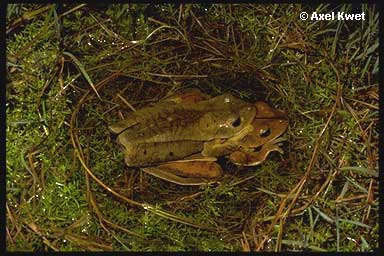  Hypsiboas faber (WIED-NEUWIED, 1821) ID = 