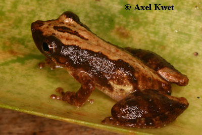  Scinax argyreornatus (MIRANDA-RIBEIRO, 1926) ID = 