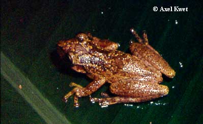  Scinax perereca POMBAL, HADDAD & KASAHARA, 1995 ID = 