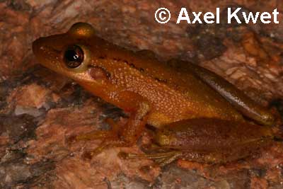  Scinax cf. alter II ID = 