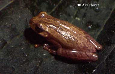  Dendropsophus minutus ID = 