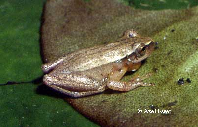  Dendropsophus nanus ID = 