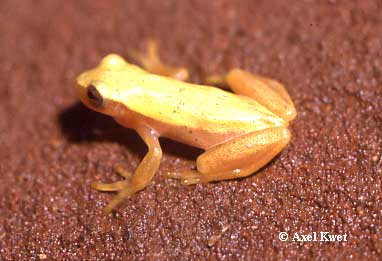  Dendropsophus sanborni ID = 