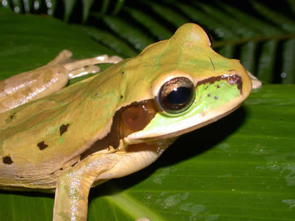  Smilisca phaeota ID = 