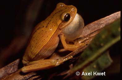  Hypsiboas leptolineatus ID = 