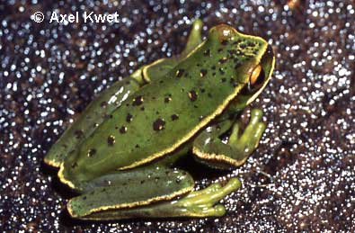  Hypsiboas marginatus ID = 