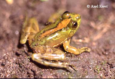  Pseudis minutus ID = 