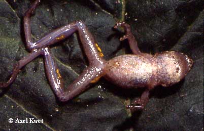  Scinax cf. berthae ID = 