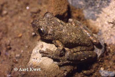  Scinax granulatus ID = 