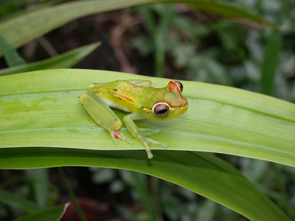  Hyla rufitela ID = 